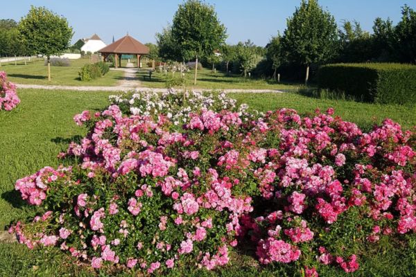 Verger conservatoire 2